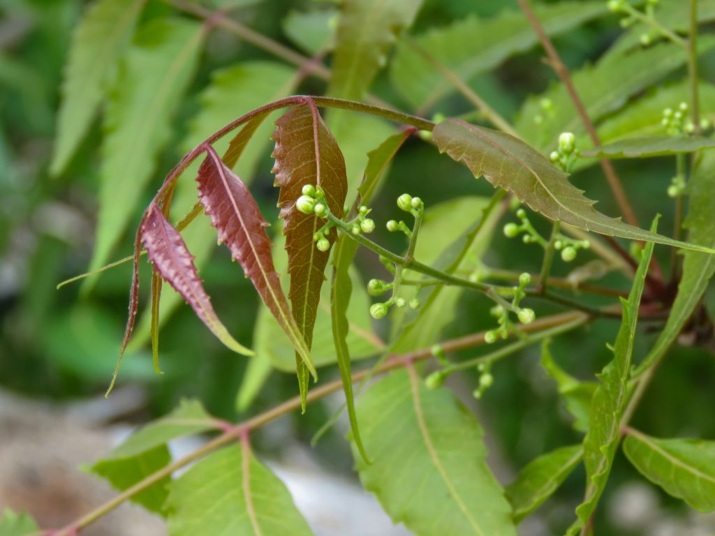 pestizide Biologischer Pflanzenschutz im Garten selber machen neemöl